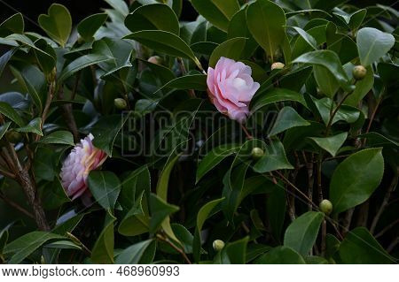 Camellia Flowers. Blooms From Winter To Spring. Although Camellia And Sasanqua Flowers Are Very Simi