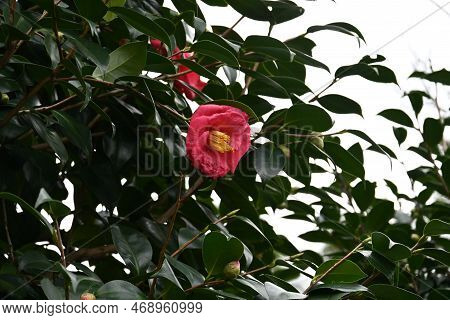 Camellia Flowers. Blooms From Winter To Spring. Although Camellia And Sasanqua Flowers Are Very Simi
