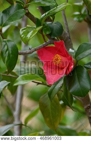 Camellia Flowers. Blooms From Winter To Spring. Although Camellia And Sasanqua Flowers Are Very Simi