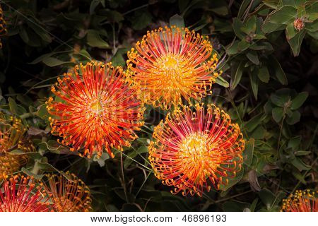 남아 프리 카 공화국 Leucadendron 꽃