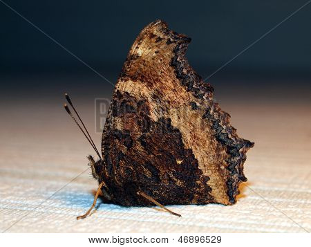 Schmetterling Schwarzbeinigkeit schildpatt