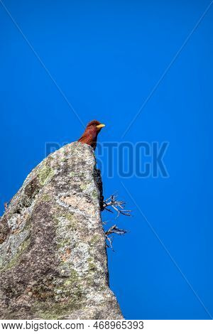 Broad-billed Roller, (eurystomus Glaucurus), Endemic Bird Member Of The Roller Family Sitting On Top