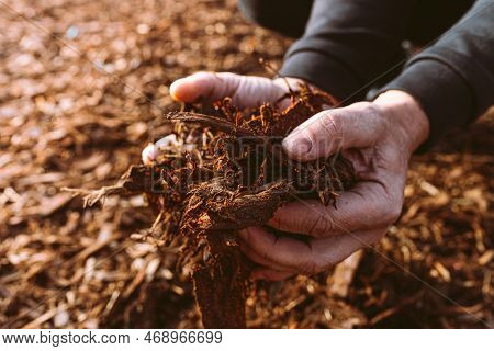 Hands Of Male Gardener Holding Wood Chips Mulch Closeup. Organic Tree Bark Mulch, Crushed Processed 