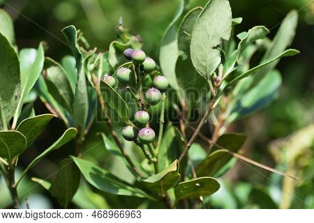 Yeddo Hawthorn ( Rhaphiolepis Indica ) Berries. Rosaceae Evergreen Shrub. Grows In Coastal Areas, Wh