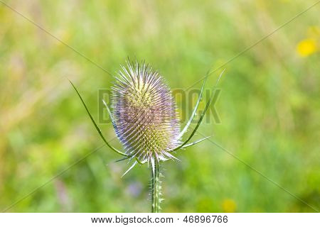 Schöne Thistle auf der Wiese