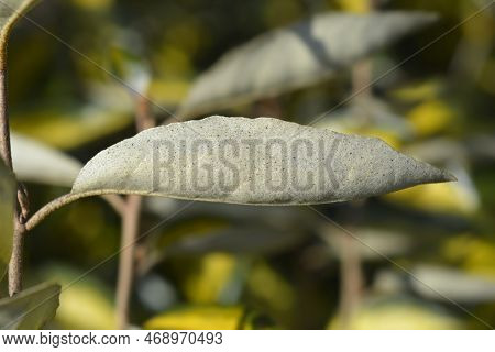 Oleaster Limelight Branch With Leaves In The Spring