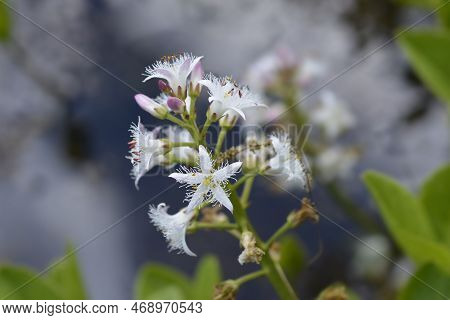 Common Bogbean White Flowers In The Garden