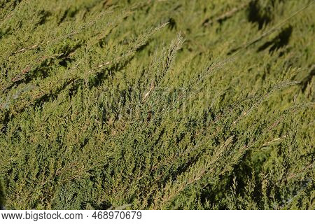 Pfitzer Juniper Branch With Buds In The Winter