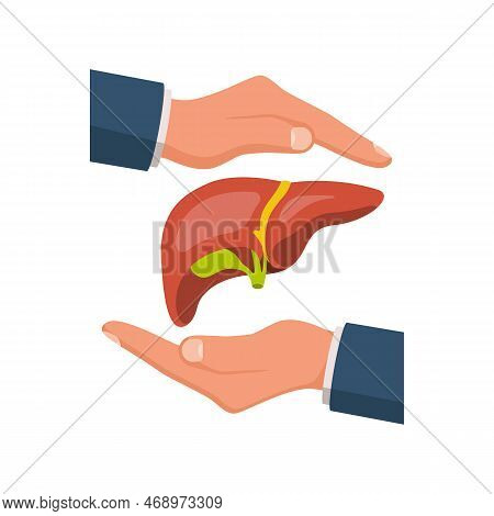Liver Protection. Safety Human. The Doctors Hands Protect The Human Liver. The Concept Of Maintainin