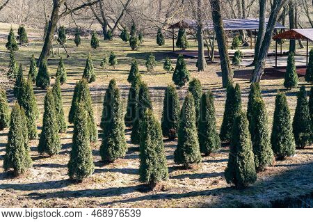 Pyramidal Thuja In The Park. High Quality Photo