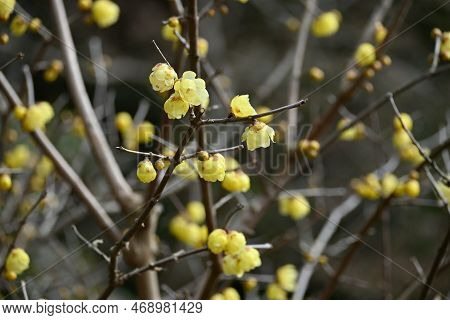Wintersweet Flowers. Calycanthaceae Deciduuouus Shrub. Yellow Translucent Fragrant Flowers Bloom Sli