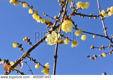 Wintersweet Flowers. Calycanthaceae Deciduuouus Shrub. Yellow Translucent Fragrant Flowers Bloom Sli