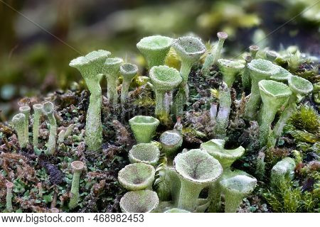 Close Up Of The Trumpet Lichen Cladonia Fimbriata Between Stone Flowers On A Rock