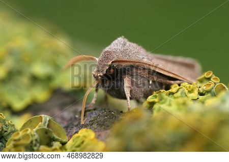 Natural Frontal Closeup On The Common Quaker Owlet Moth, Orthosia Cerasi Sitting On Wood