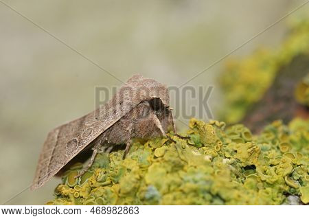 Natural Closeup On The Common Quaker Owlet Moth, Orthosia Cerasi Sitting On Wood