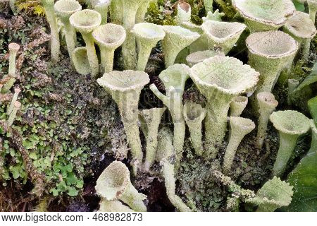 Close Up Of The Trumpet Lichen Cladonia Fimbriata Between Stone Flowers On A Rock