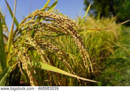Good Rice Farm Fresh Rice Farm Field Image & Photo (Free Trial) | Bigstock