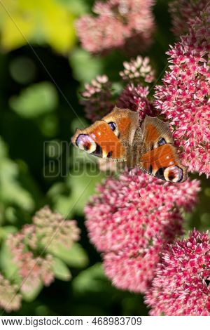 A Peacock Butterfly Is Eating On A Pink Sedum Flower - Hare Cabbage. A Flowerbed With Flowers Pollin