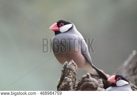 A Java Sparrow Take A Rest On Tree, One Of Pet Bird