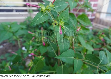 Green Plant In The Garden . Fgarden Lower .