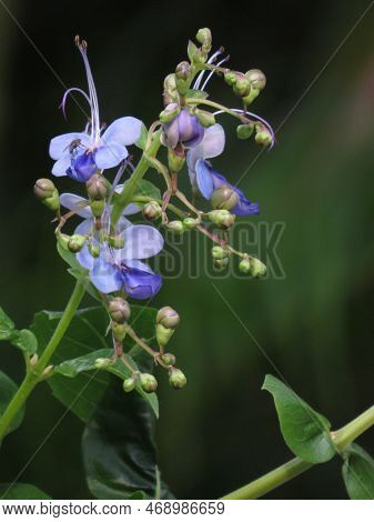 The Clerodendrum Ugandense In The Garden. Blue Butterfly Bush