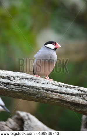 Java Sparrow Take A Rest On Tree, One Of Pet Bird