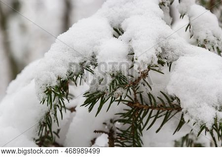 Image Of Fir Branches Covered With Snow. Snow-covered Fir Branches In Winter Close-up.snow Lies On T