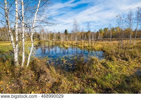 Peat Bog In Les Ponts-de-martel, Canton Of Neuchatel, Switzerland