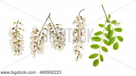 Black Locust Branch And Flowers Isolated On White Background