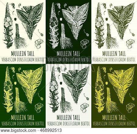 Set Of Vector Drawings Mullein Tall In Different Colors. Hand Drawn Illustration. Latin Name Verbasc