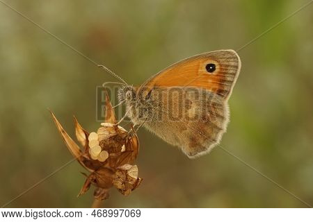 Closeup Shot Of The Small Heath Butterfly, Coenonympha Pamphilus, Sitting On A Tip Of A Plant Agains