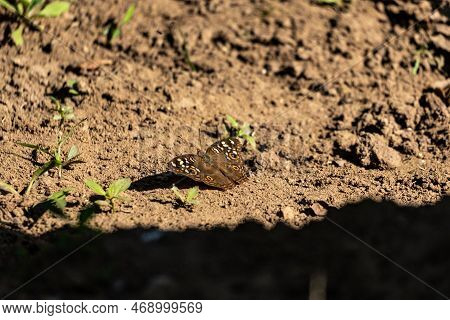Close Up Of A Wonderful Junonia Lemonias Butterfly
