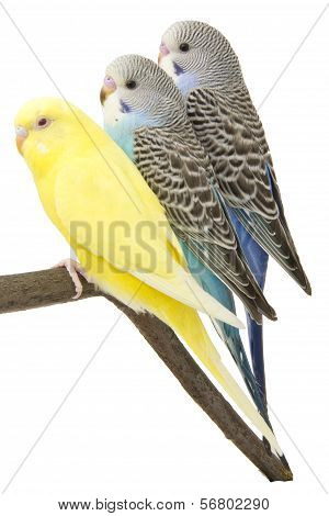 Three Budgies Are In The Roost