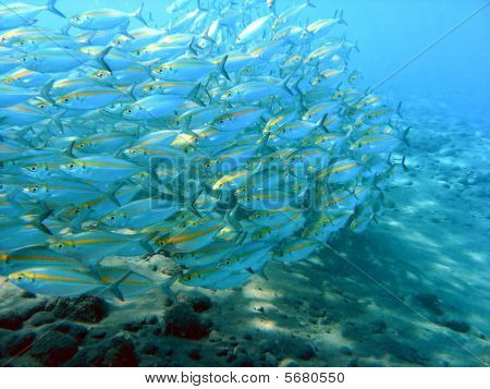 Pesce sciame