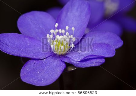 Purple flower