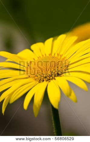 Spring flower