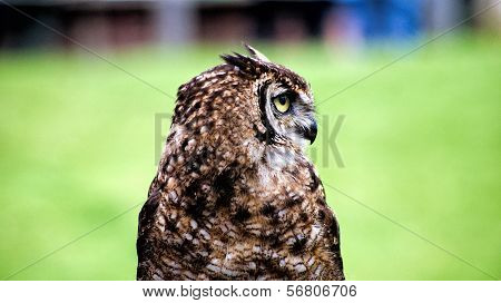 owl