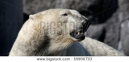 Polar Bear