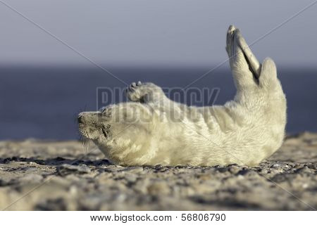 Grey seal at the beach of Helgoland