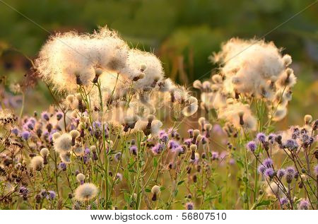 Cirsium Arvense Flowers After Flowering