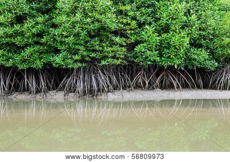 Mangrove Forest