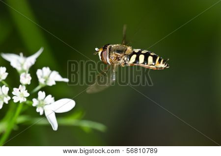 Hover-fly