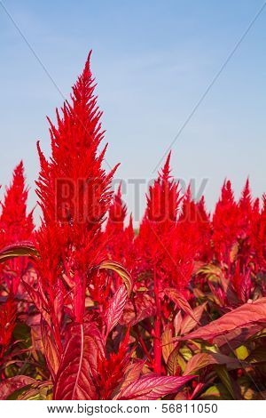 Cockscomb or Chinese Wool Flower