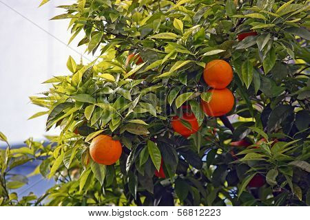 Orange Tree