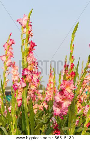 Gladiola flowers