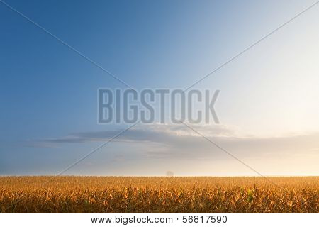 Corn Field And Lonely Tree At Dawn