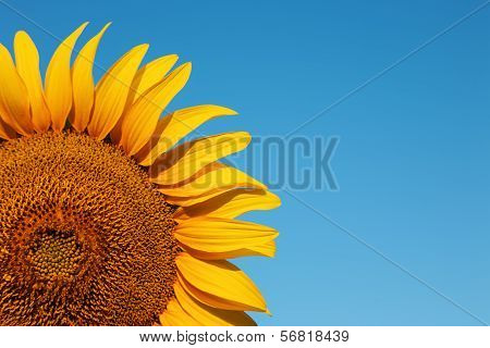 Sunflower Background With Blue Sky