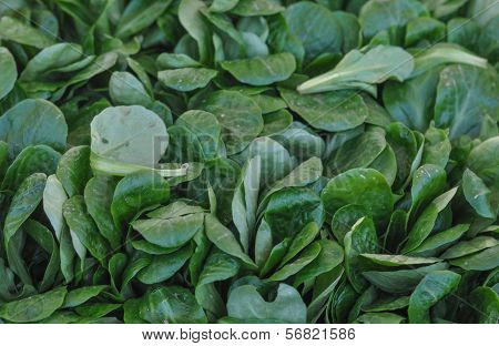 Green Salad Vegetables