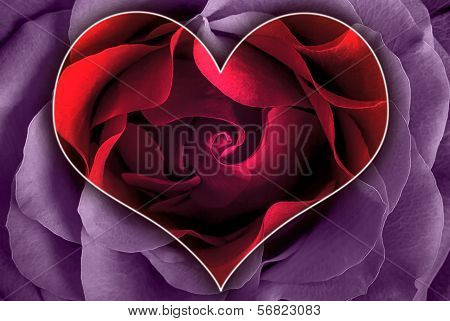 A Heart Of A Rose