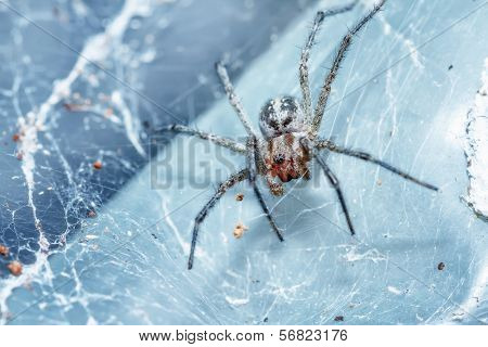 Garden spider on the blue background, (Araneidae) 